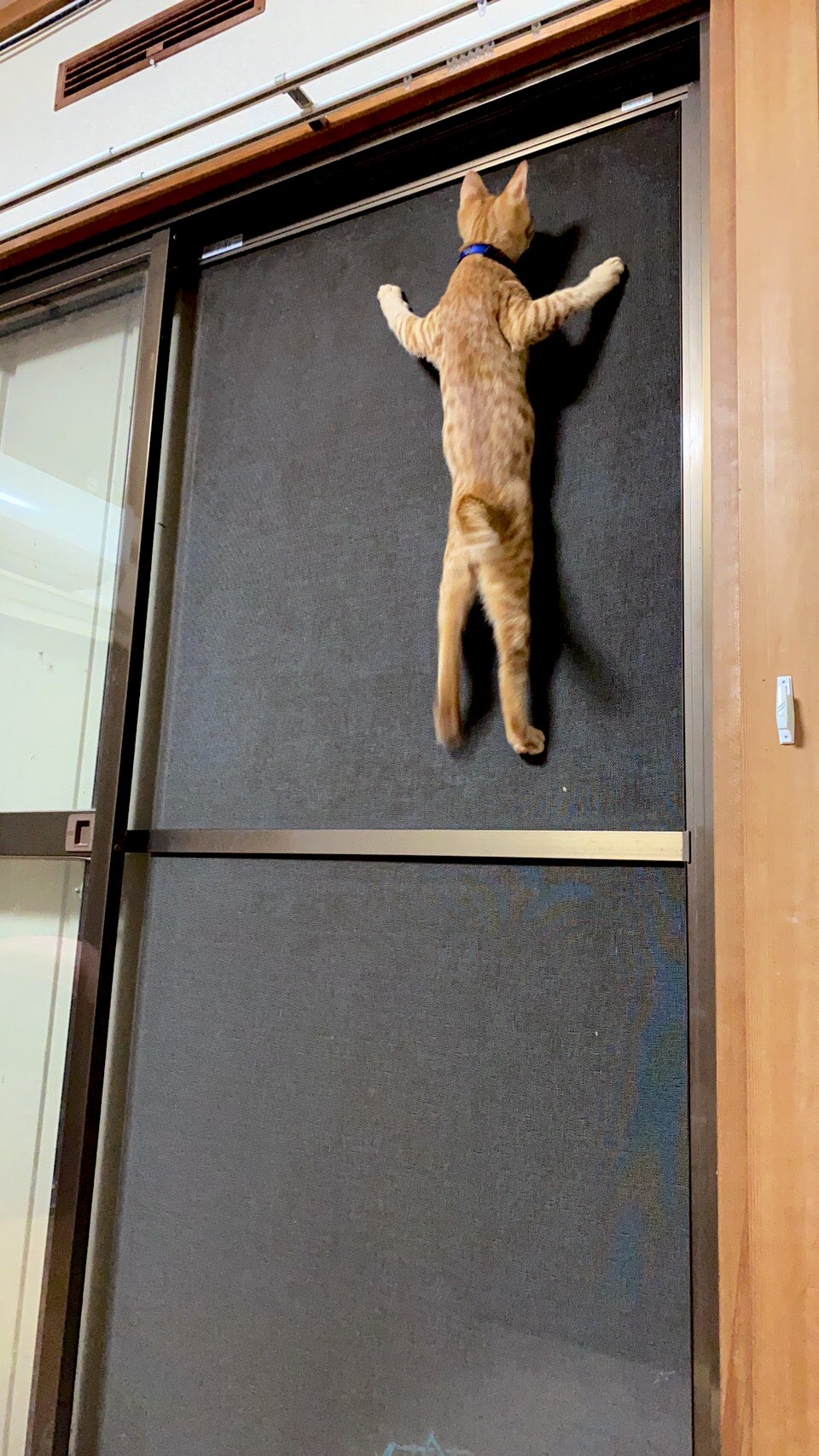 twitter ＠lili_mdoki