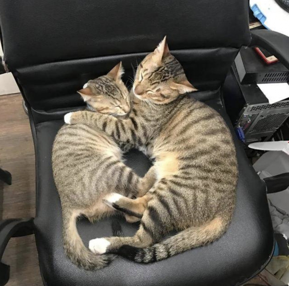 虎斑,米克斯,貓咪被養胖