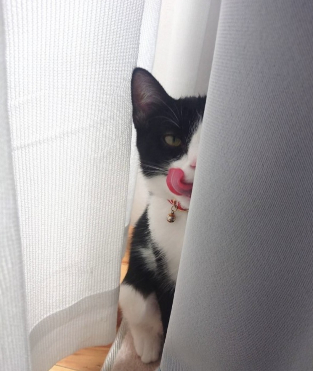 twitter ＠TsuyotsuyoNeko   