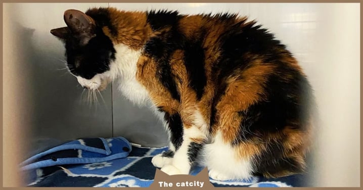 17歲老貓被棄養！三花貓「縮籠子邊角」害怕不敢動，憂鬱身影讓志工超心疼