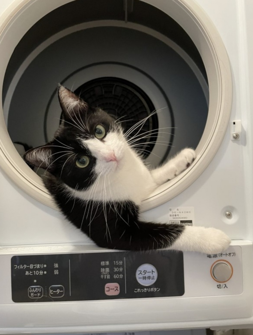 twitter ＠TsuyotsuyoNeko   