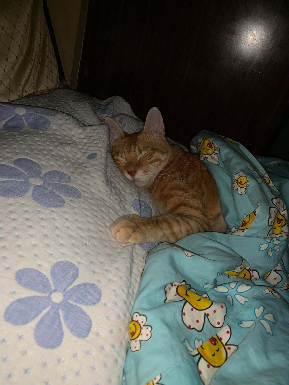 網友車先生提供