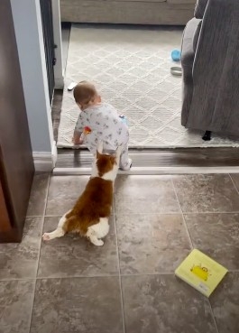 盡責的保母貓不讓寶寶亂寶