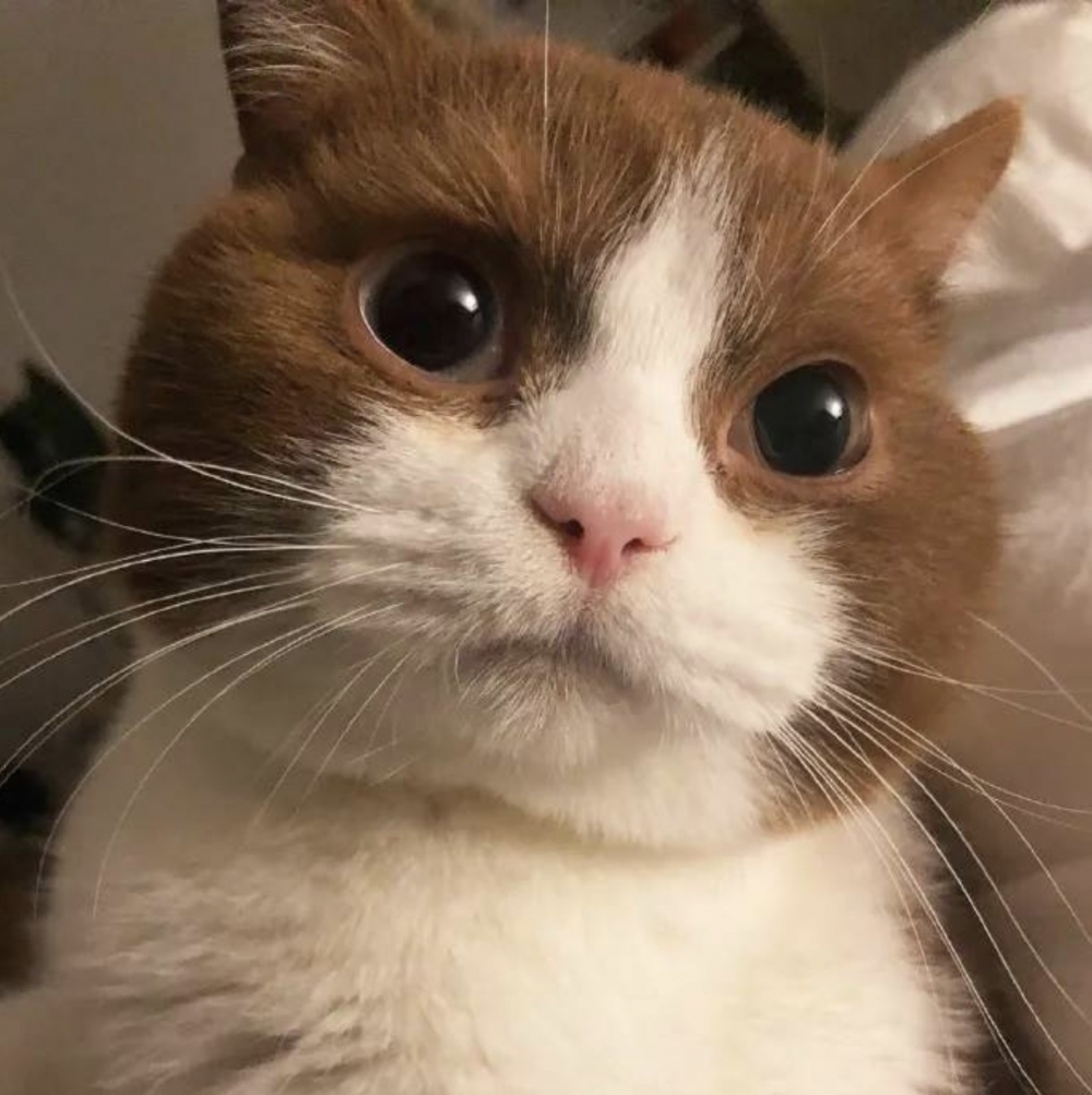 超萌貓貓「好像小浣熊」圓嘟嘟