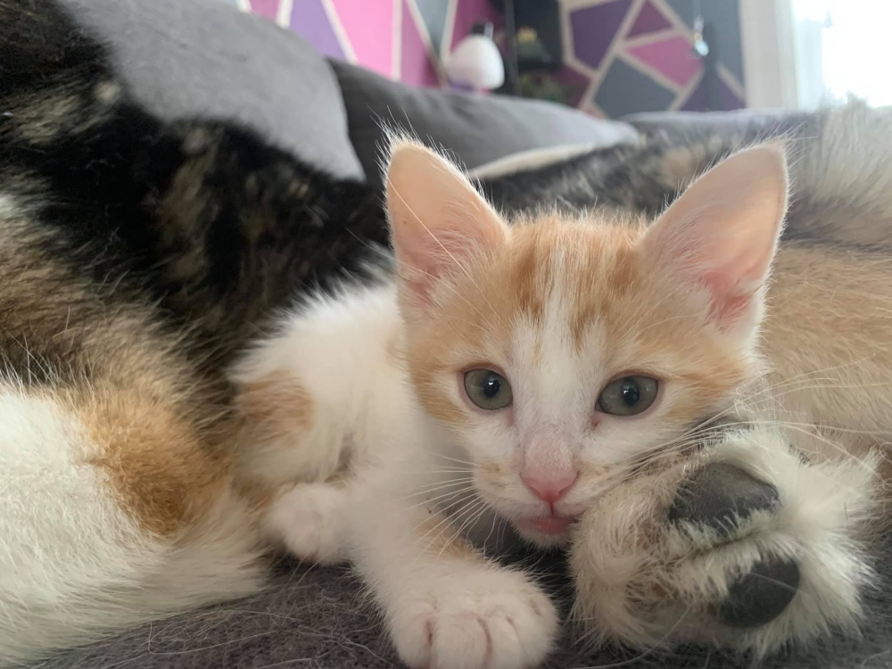 狼犬揹貓咪,米克斯,貓咪,橘貓與狗