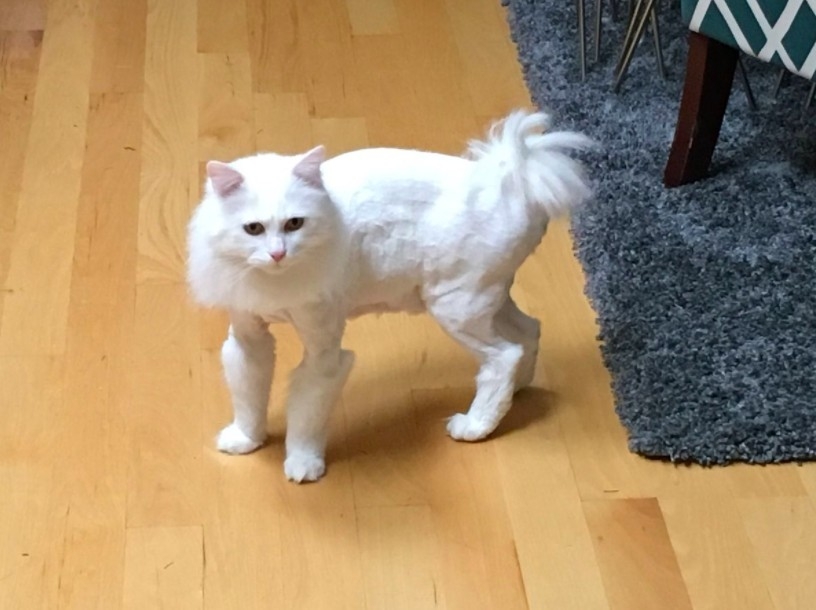 貓咪看完獸醫被剃毛