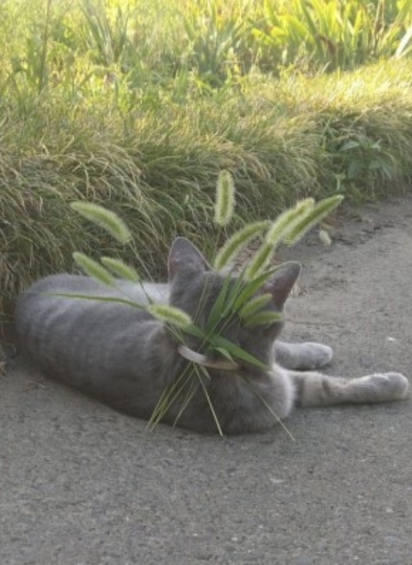 twitter @koebi_koimo