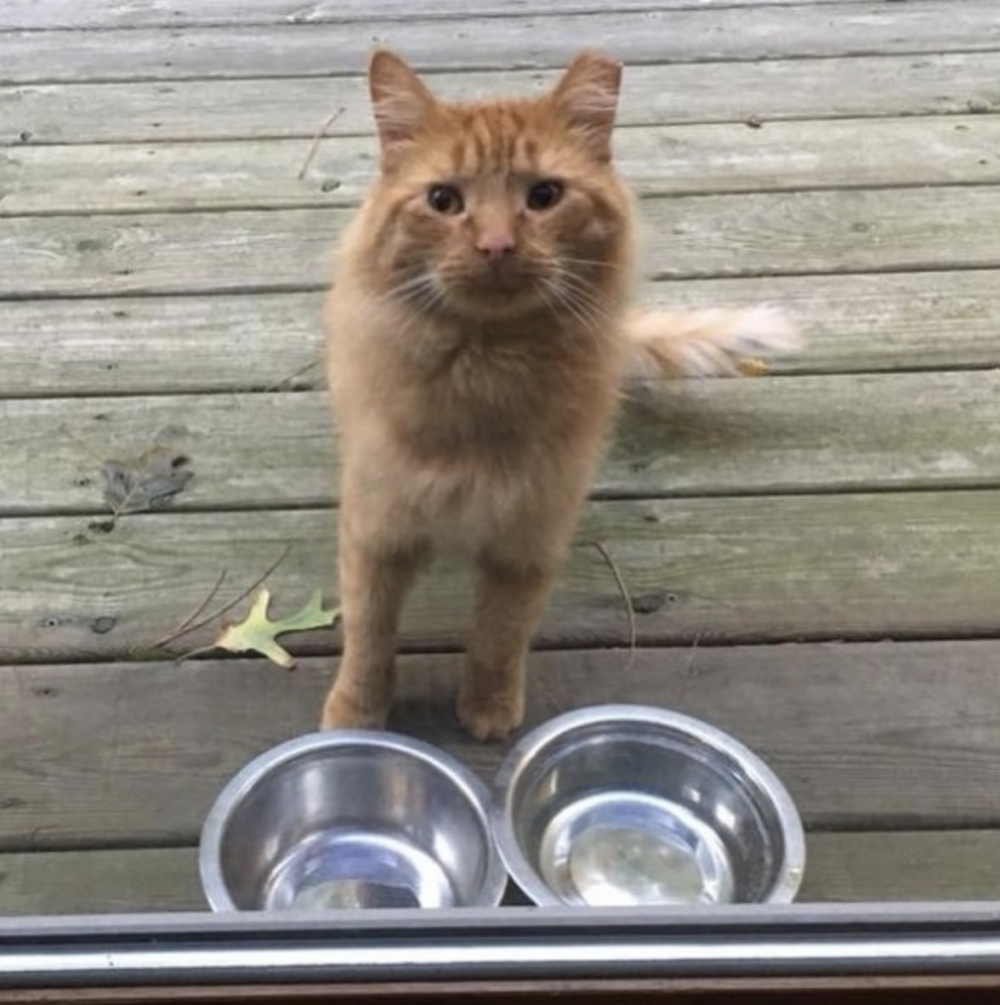 橘貓,男子花一年時間收編