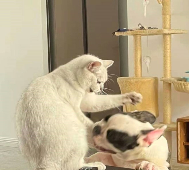 法鬥惹貓生氣被暴打