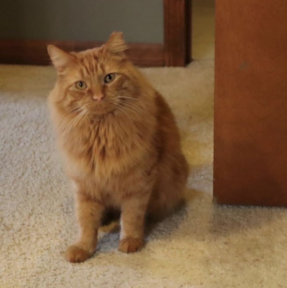 橘貓,男子花一年時間收編