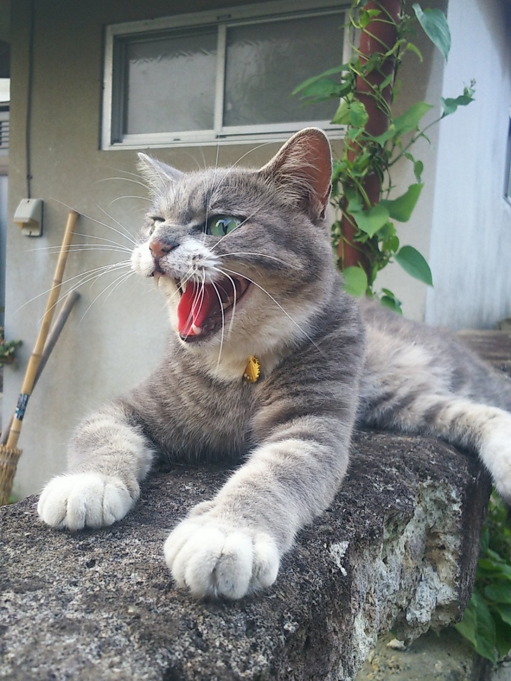 twitter @koebi_koimo