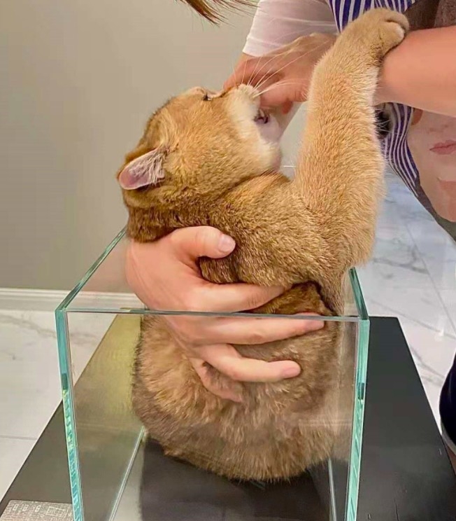 奴才把抱起英短貓差點被咬