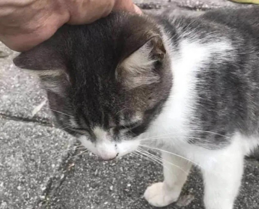 浪貓,米克斯,街貓,流浪貓