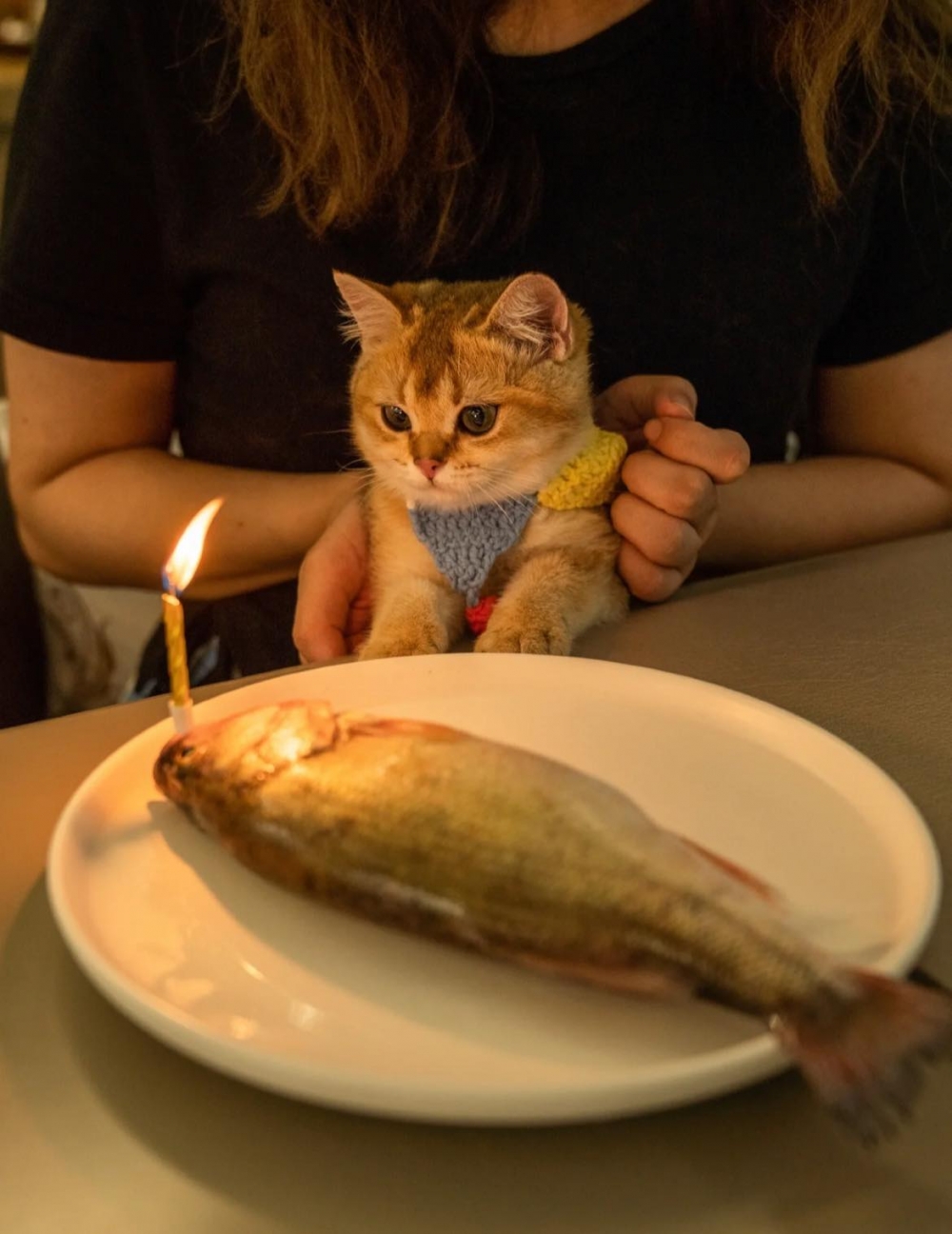 主人準備生日驚喜,主人送一條魚,英短貓好驚訝