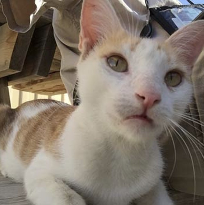 阿富汗戰爭,塔利班戰爭,浪貓狗安樂