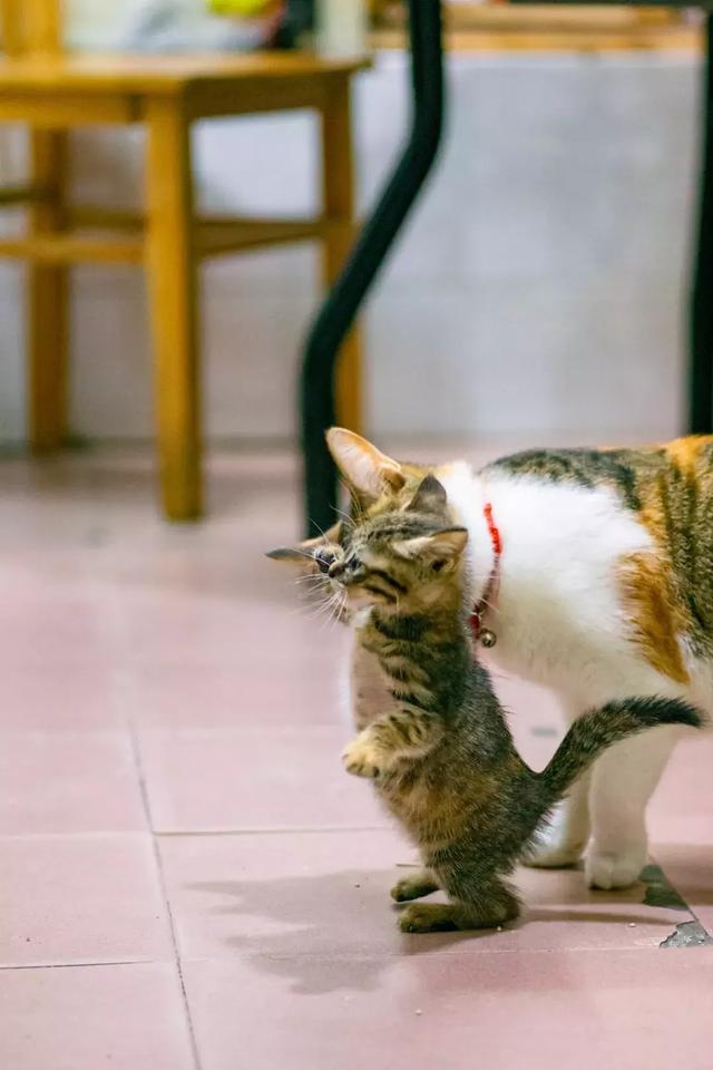 好奇的米克斯三花貓,母貓與小貓,浪貓,貓媽媽