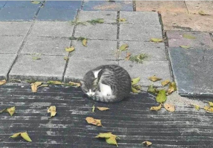 浪貓,米克斯,街貓,流浪貓