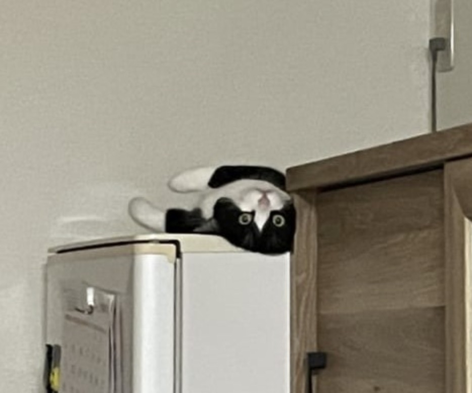 twitter ＠TsuyotsuyoNeko   