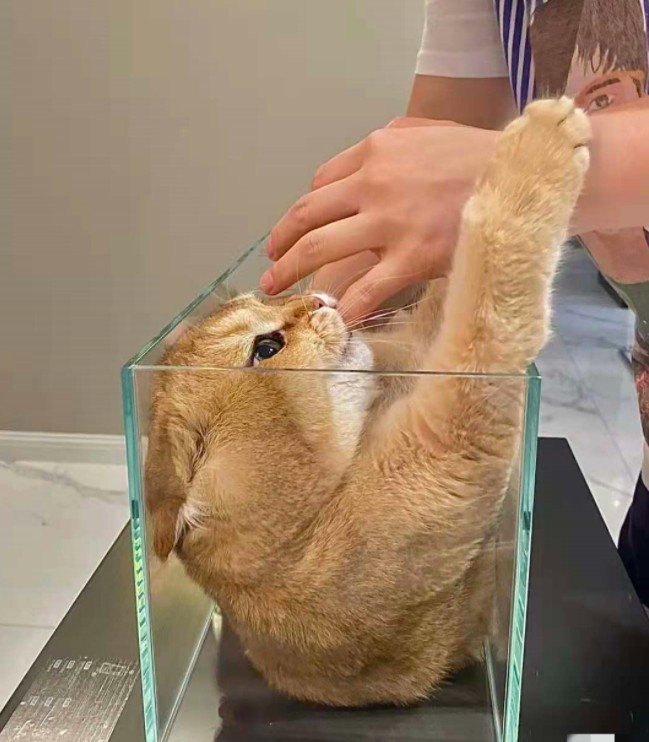 英短貓抗拒從魚缸出來