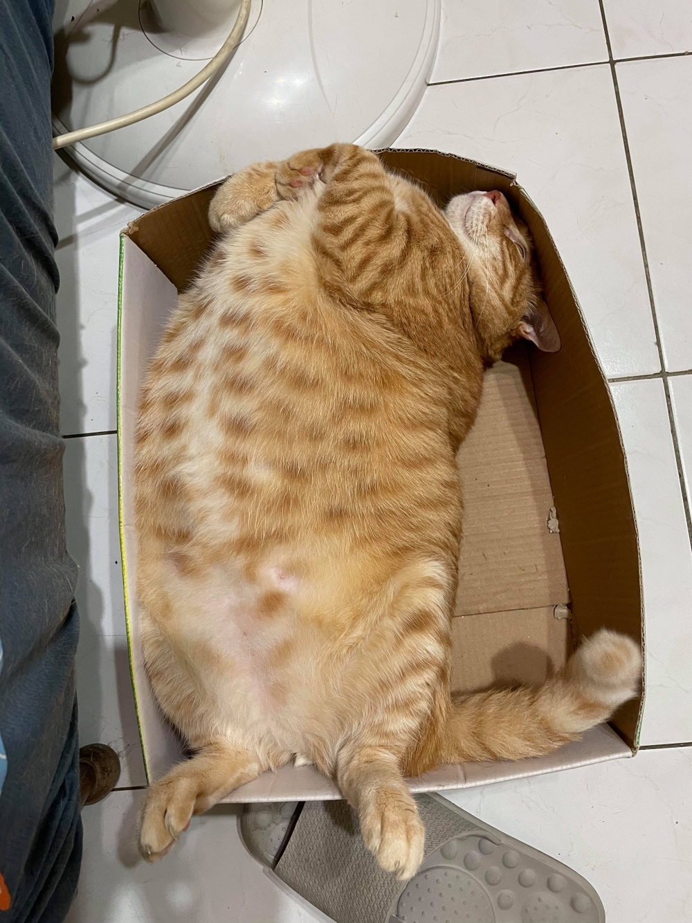 網友車先生提供