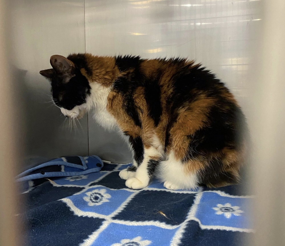 收容所貓咪,棄養,三花貓