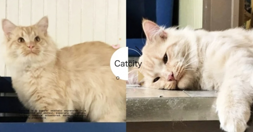 截圖 2021-08-18 下午4.25.32