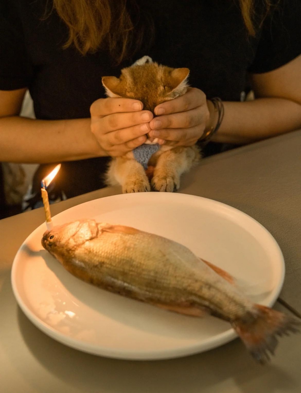 貓咪生日驚喜,主人送一條魚,英短貓