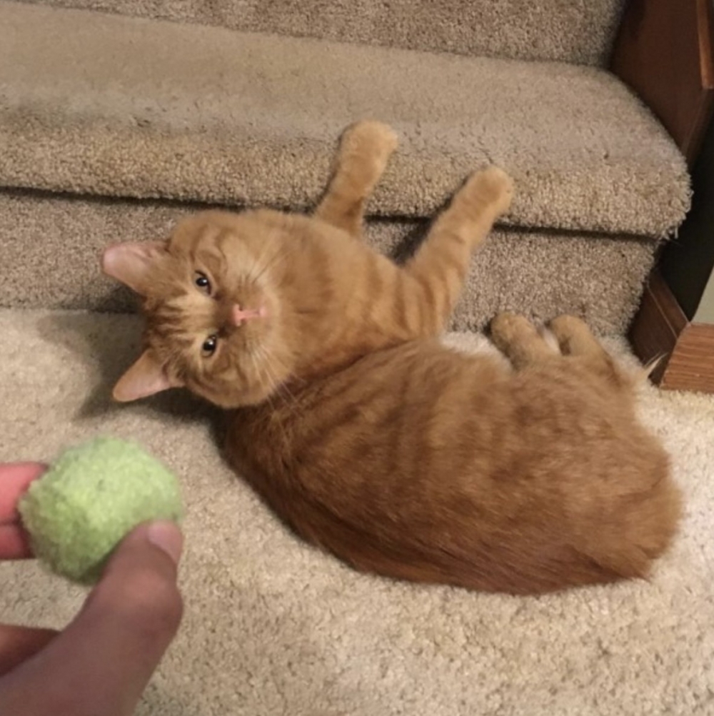 米克斯,領養,浪橘,流浪貓