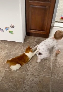 盡責貓咪死抓著寶寶不讓她亂跑