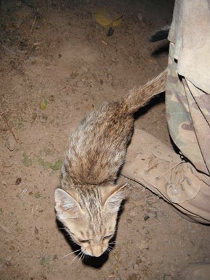 阿富汗,塔利班戰爭,浪貓狗安樂