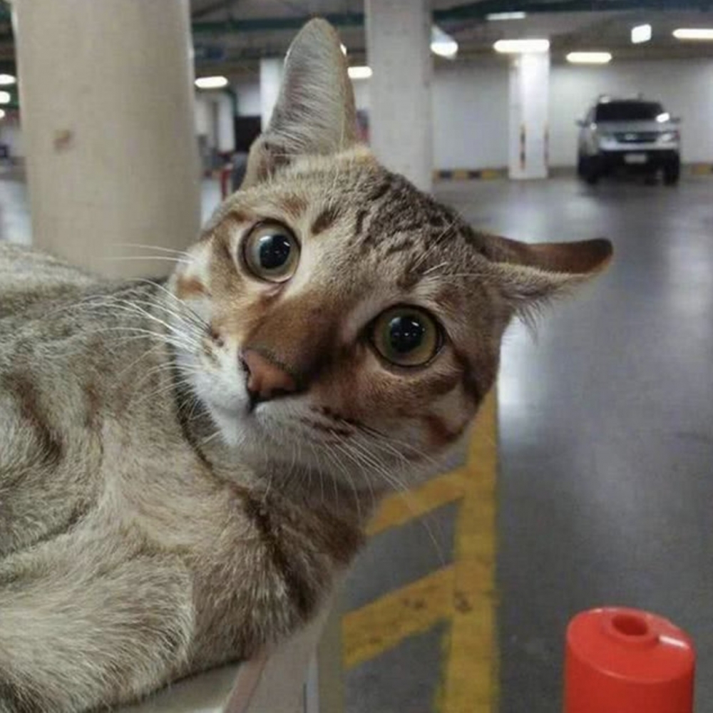 停車場浪貓,虎斑貓,浪貓,貓貓