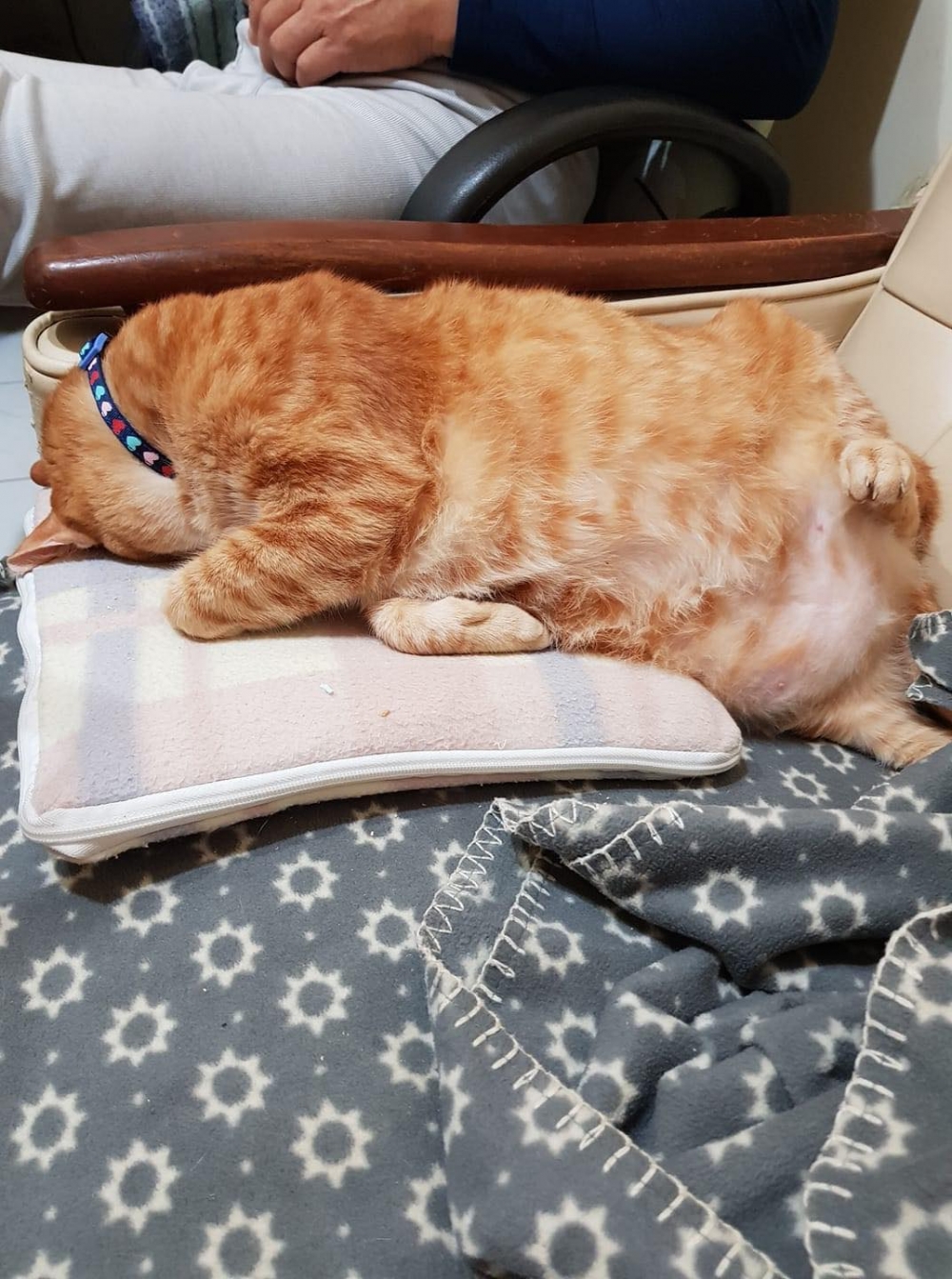 網友車先生提供