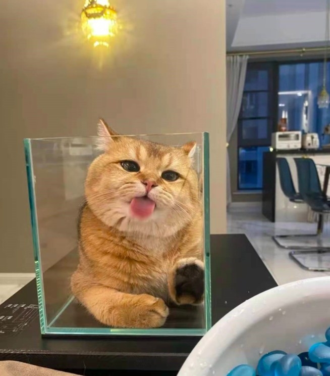 金漸層英短貓把魚缸當貓窩