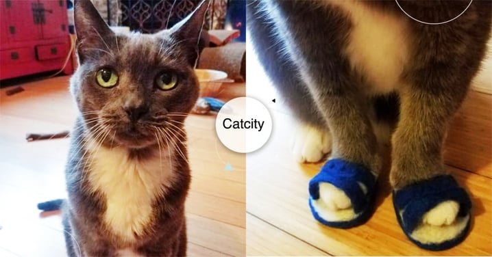 偶好飛遜！貓貓「穿藍白拖」秒變辣台妹，一雙毛腿超吸睛　網笑：還偷穿襪子？！