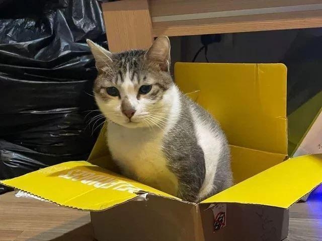 受虐貓茶茶被熱水淋身搶救11天不治