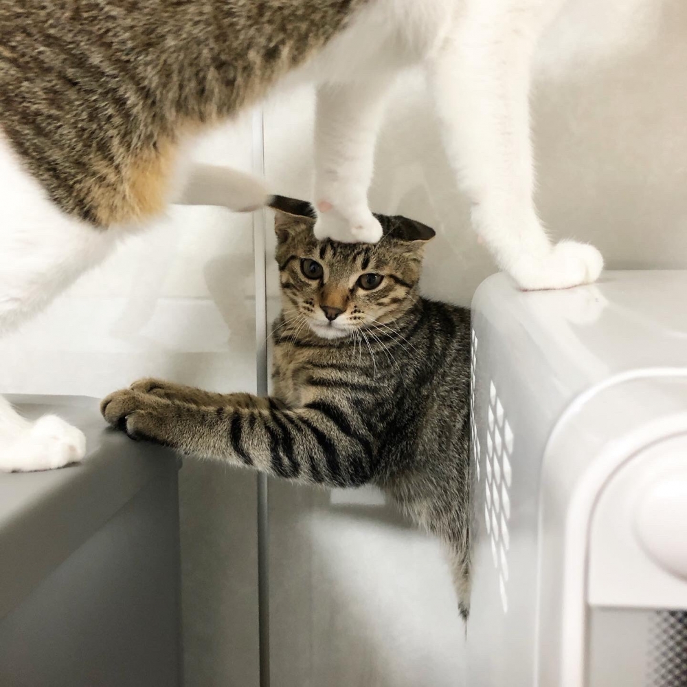 虎斑貓被踩過整個超傻眼