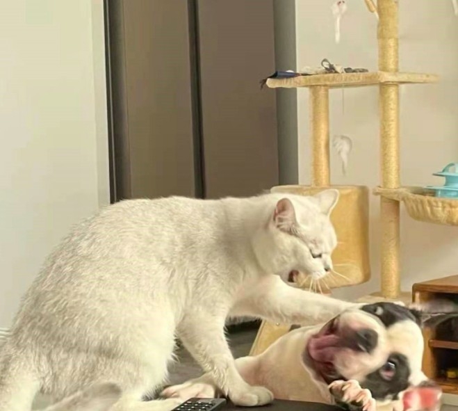 被白貓暴打的調皮法鬥