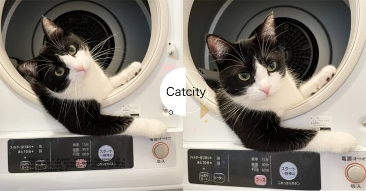 開車囉！日本賓士貓「耍帥饋手」洗衣機，網笑翻：「妹子上車吧！」