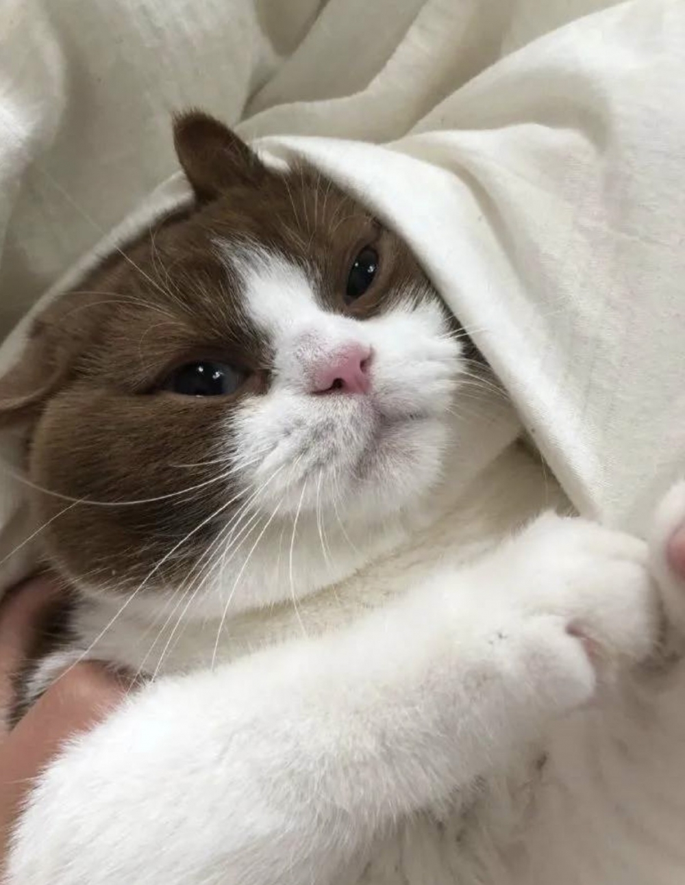 餓肚子生悶氣的英短貓