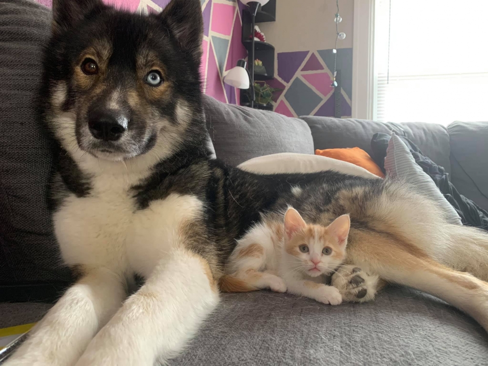 狼犬,米克斯,貓咪,橘貓與狗