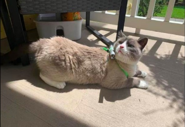 防止貓逃跑神器