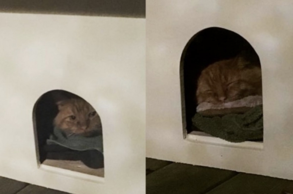 貓咪流浪所,貓咪遮蔽,浪貓家