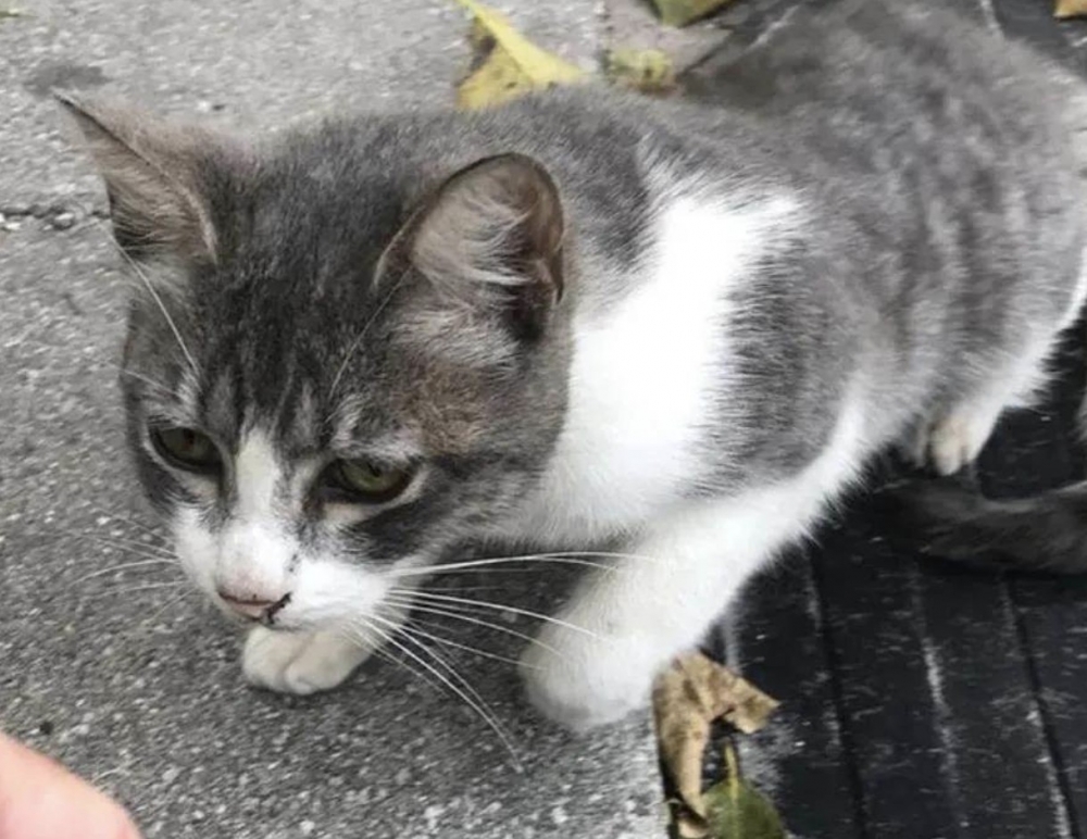 浪貓,米克斯,街貓,流浪貓