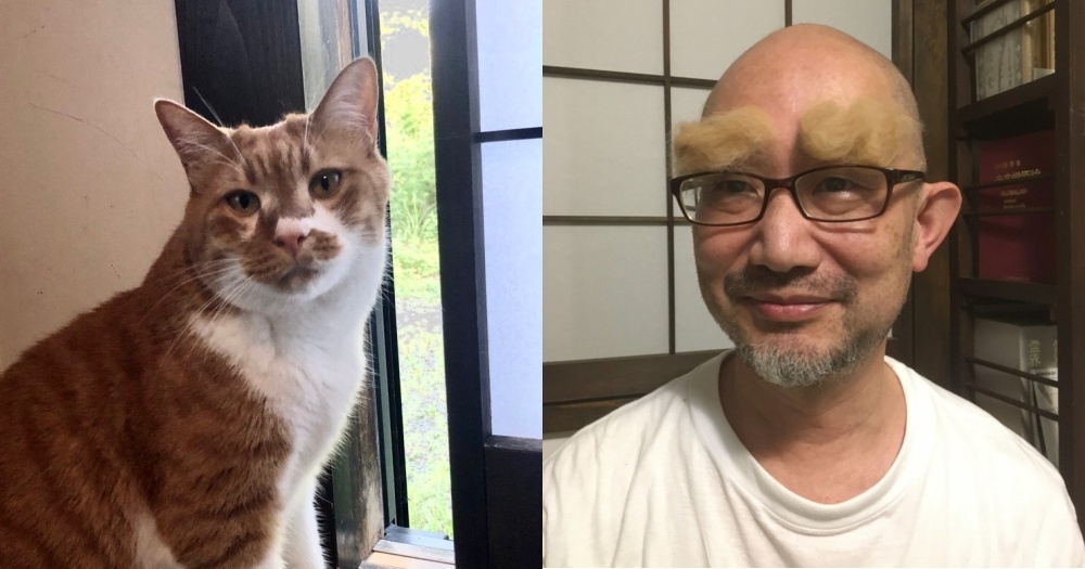 貓毛的另類用法,幫貓梳毛,貓毛做成假髮