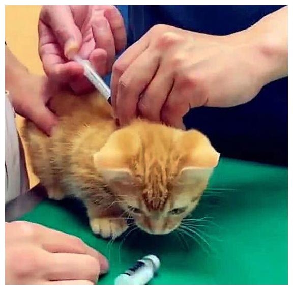 貓咪打針2