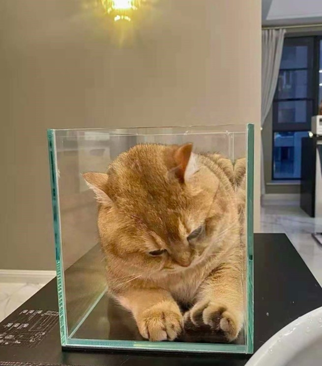 喜歡魚缸的英短貓