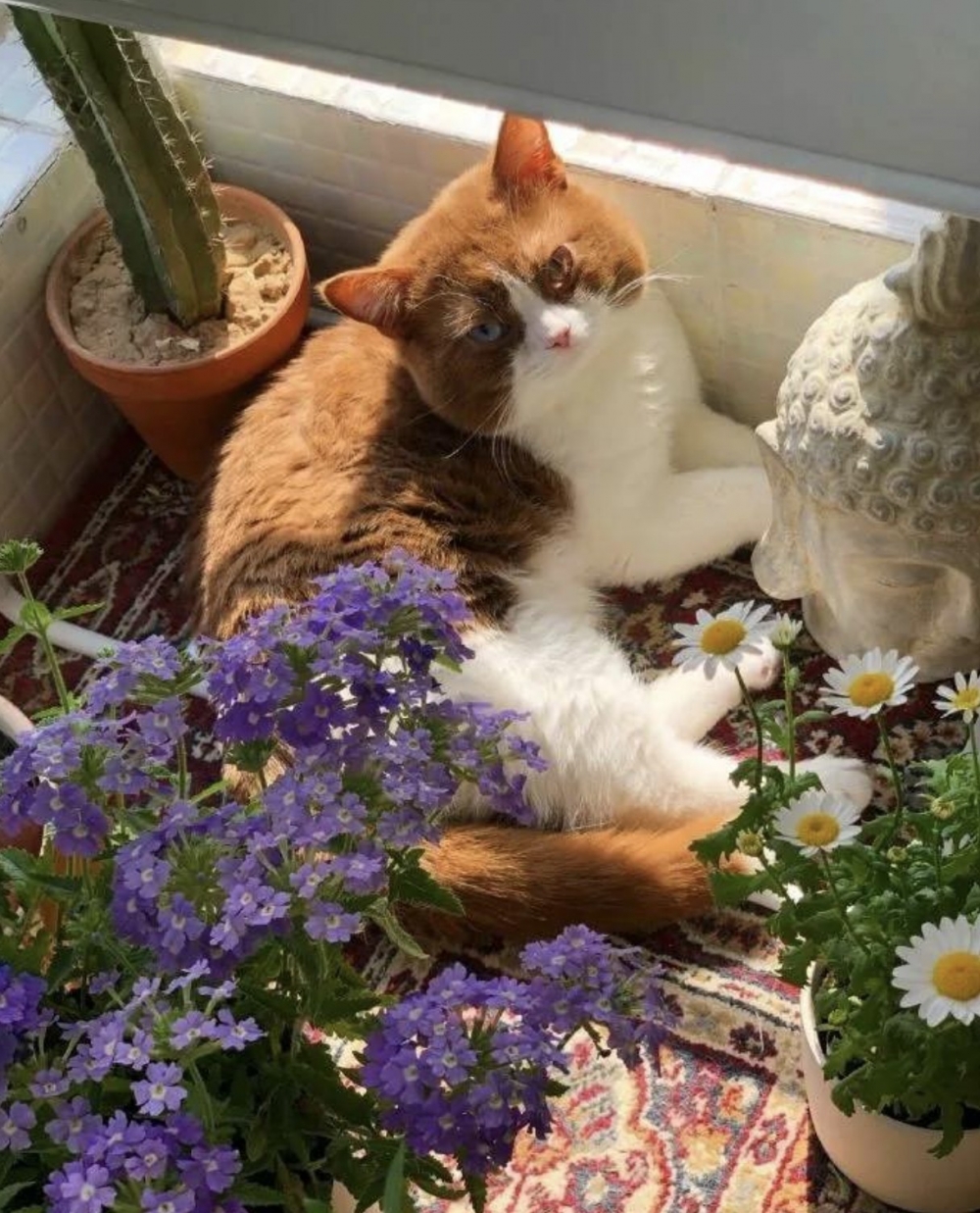 在窗台曬太陽的英短貓