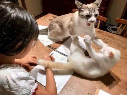 貓貓一言不合就開打