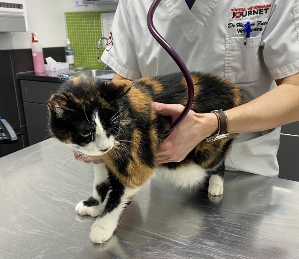 Facebook＠ Chatons Orphelins Montréal