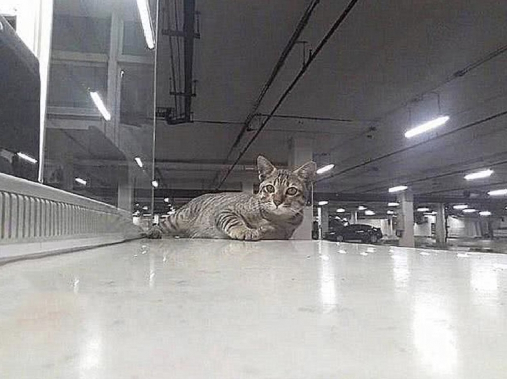 停車場浪貓,虎斑貓,浪貓,陪車主取車的貓咪